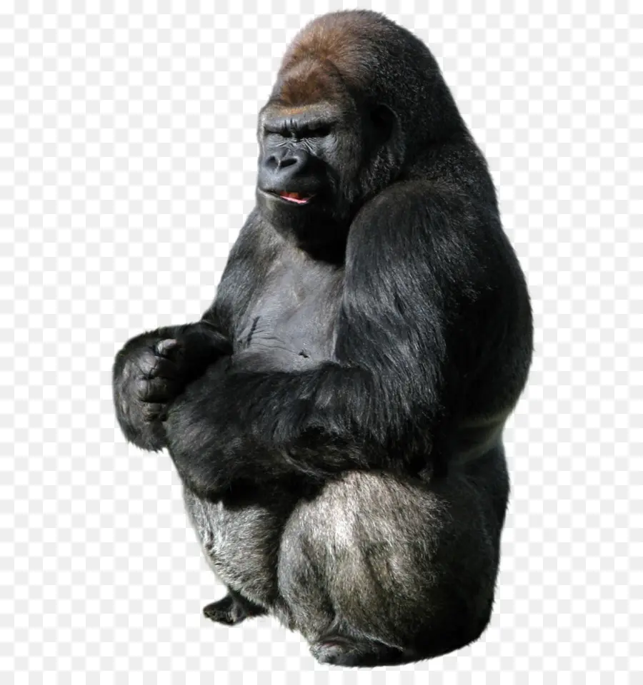 западные гориллы，примас PNG