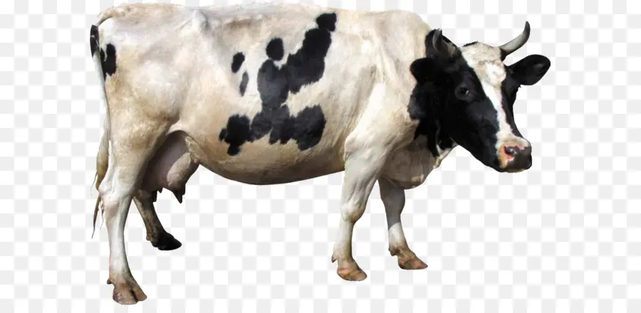 мясного скотоводства，теленок PNG