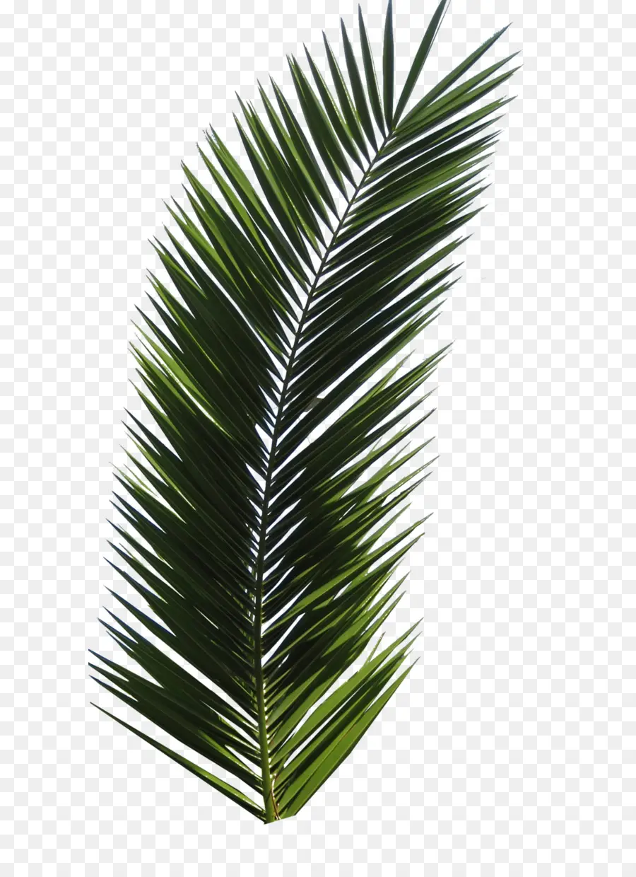 Arecaceae，лист PNG