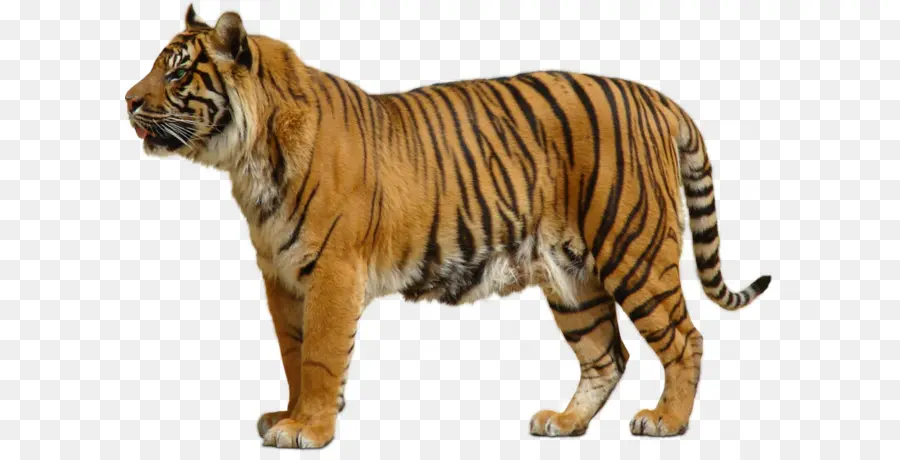 бенгальский тигр，тираннозавр PNG