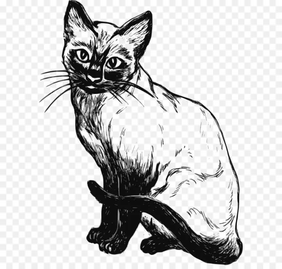 сиамская кошка，котенок PNG