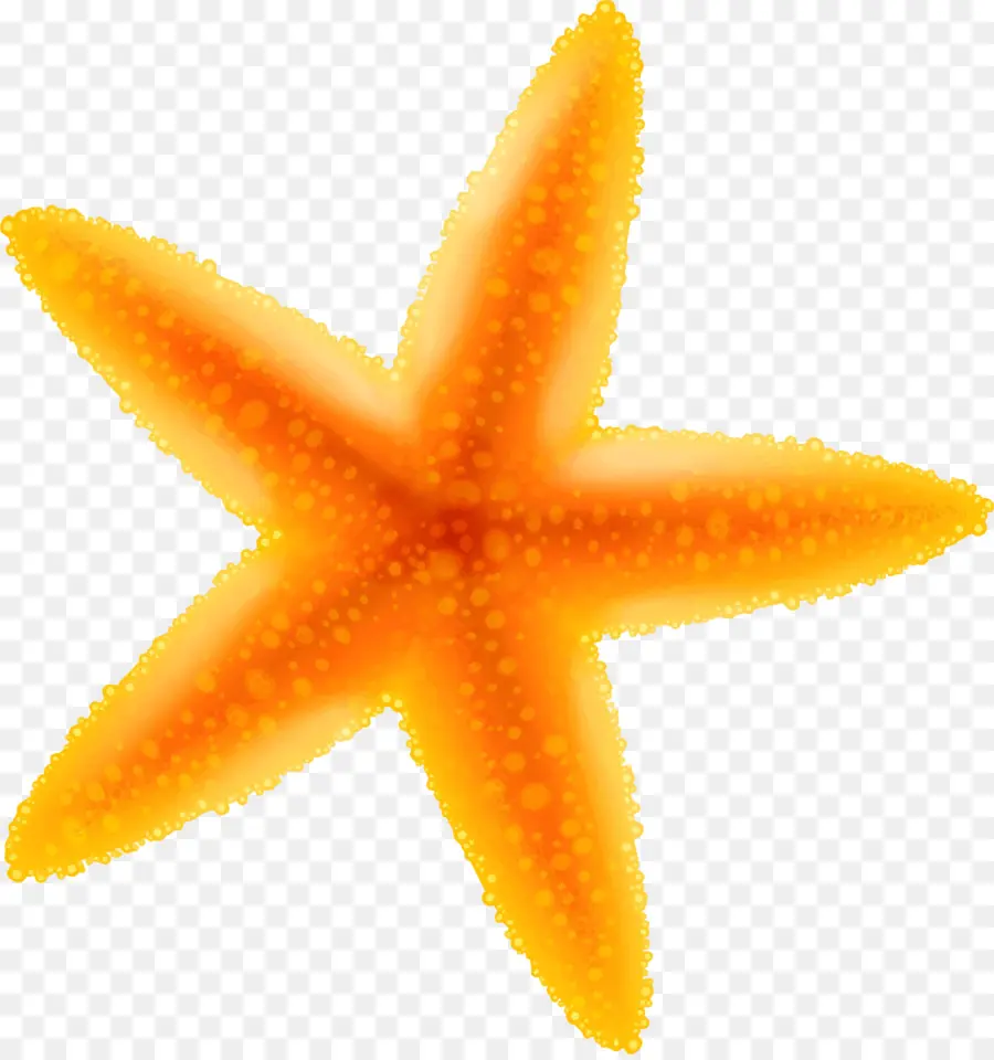 морская звезда，беспозвоночных PNG