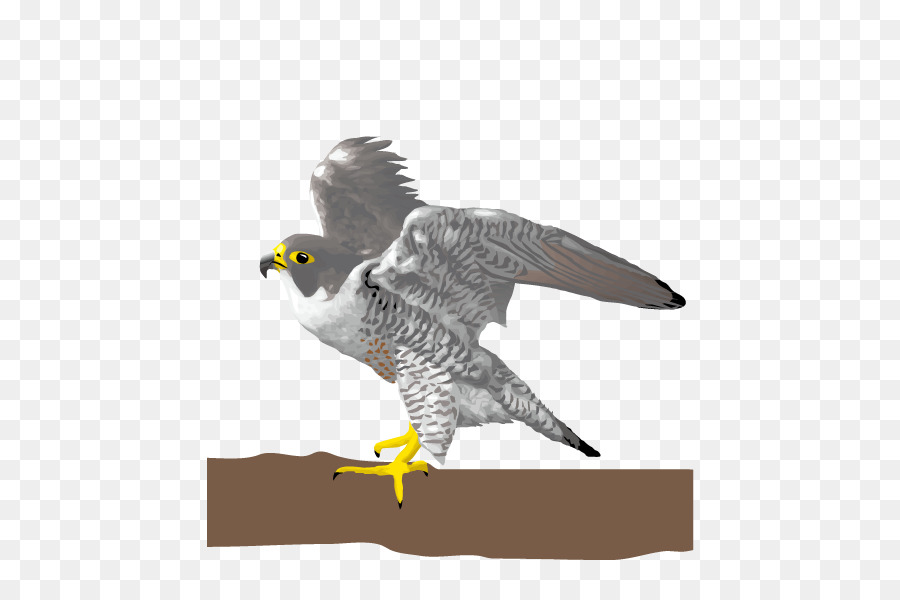 птица，Сокол PNG