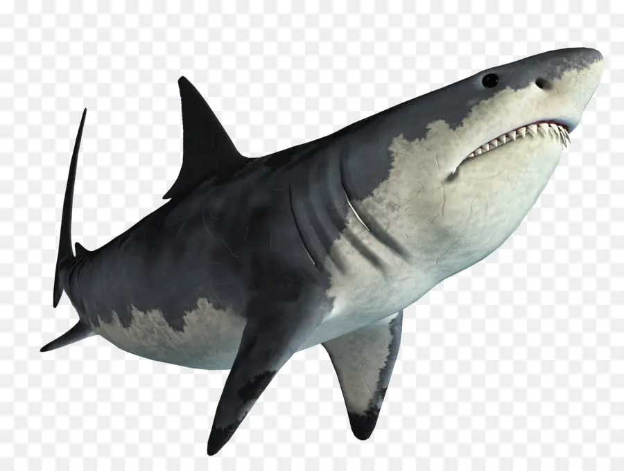 челюсти акулы，Шарк PNG