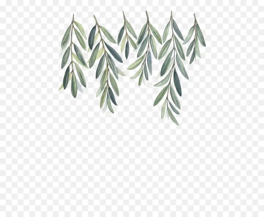 оливковая ветвь，живопись PNG
