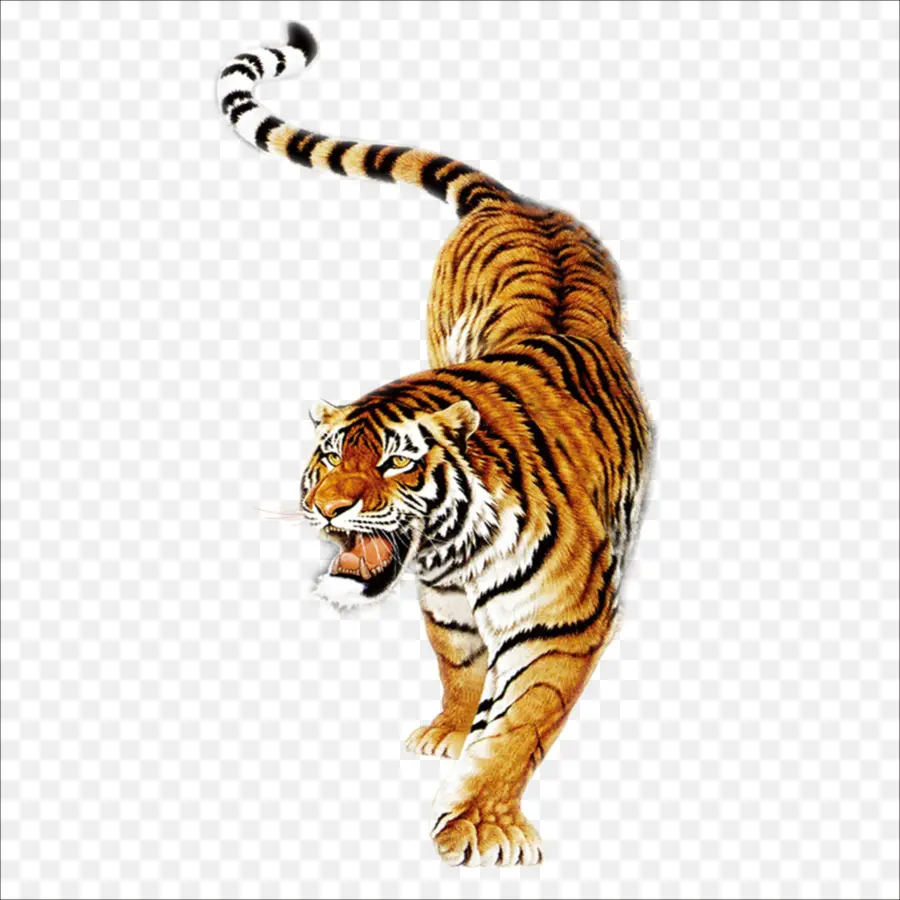 Южно китайского тигра，тигровый бальзам PNG