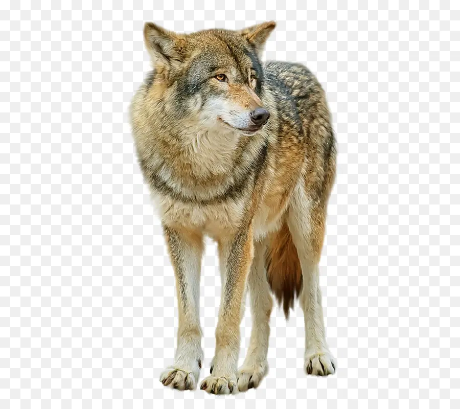 волчьей собаки сарлоса，серый волк PNG