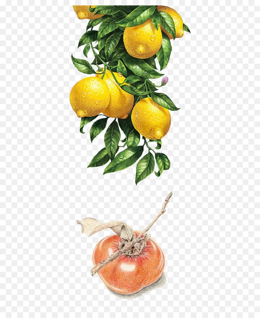 лимон，акварельная живопись PNG