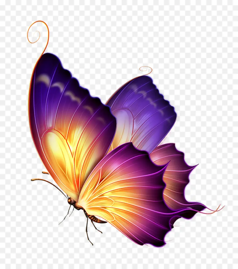бабочка，цвет PNG