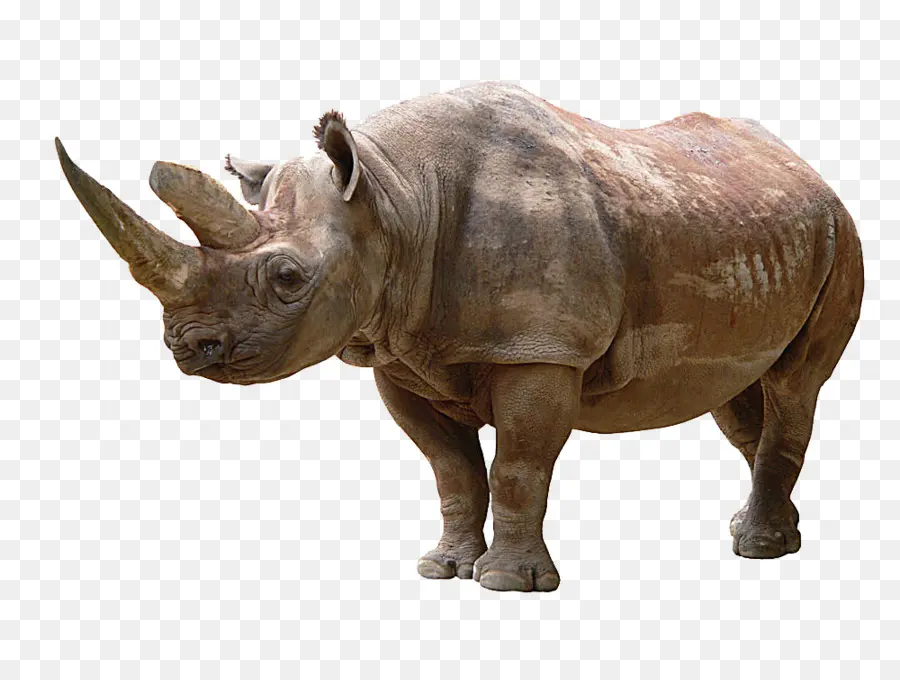 носорог，травоядное PNG