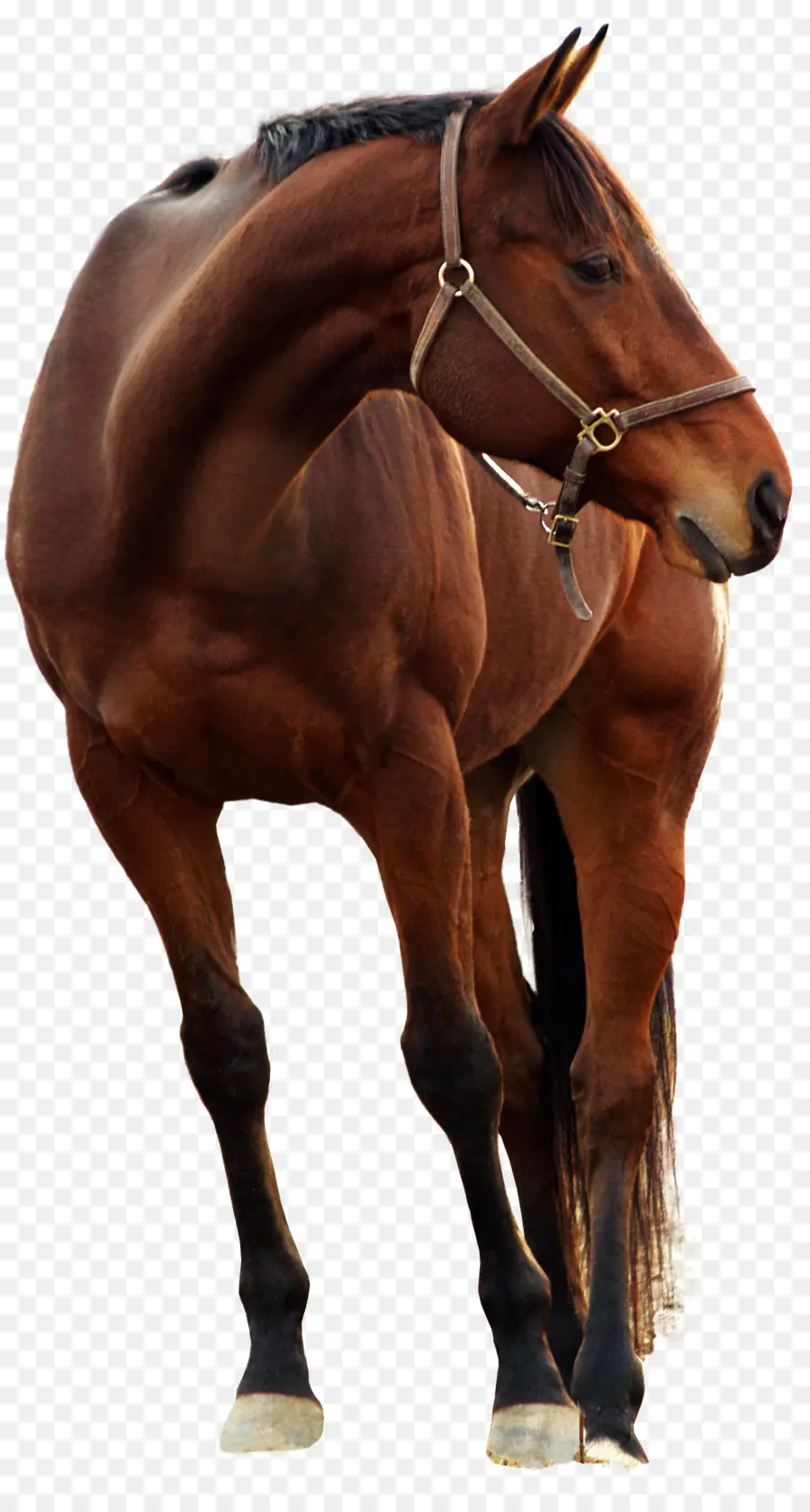 андалузская лошадь，на сайте Deviantart PNG