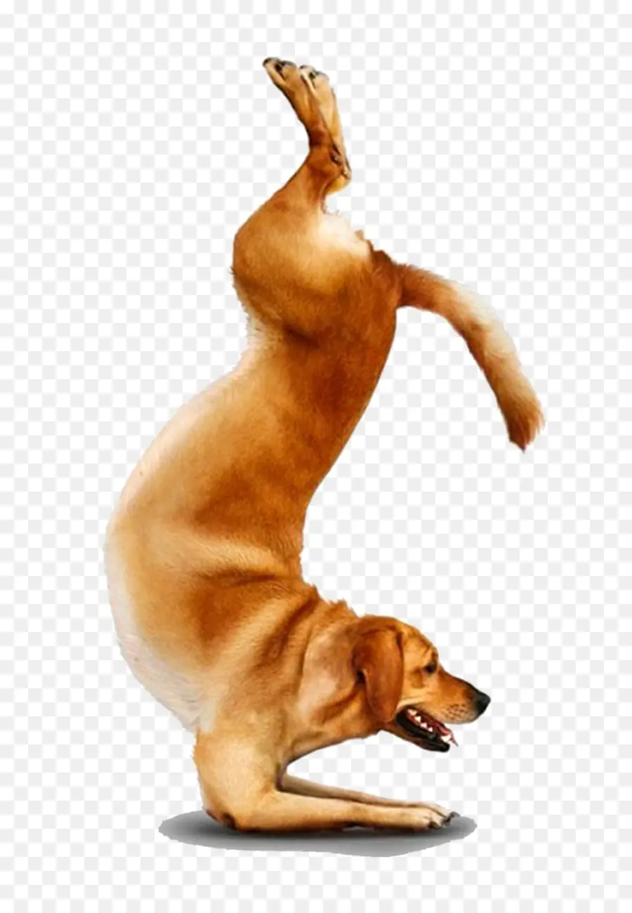 чихуахуа，йога собаки PNG