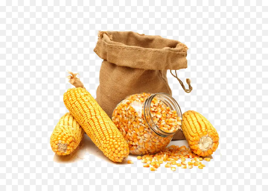 кукурузы，кукуруза в початках PNG
