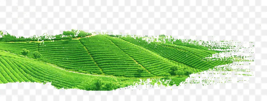 чай，зеленый чай PNG