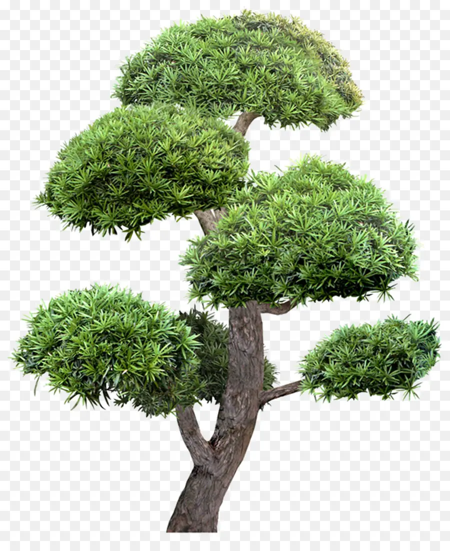 дерево，сад PNG