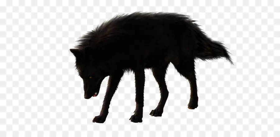 серый волк，черный волк PNG