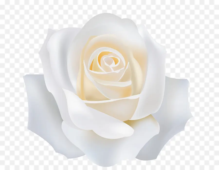 сад роз，белый PNG