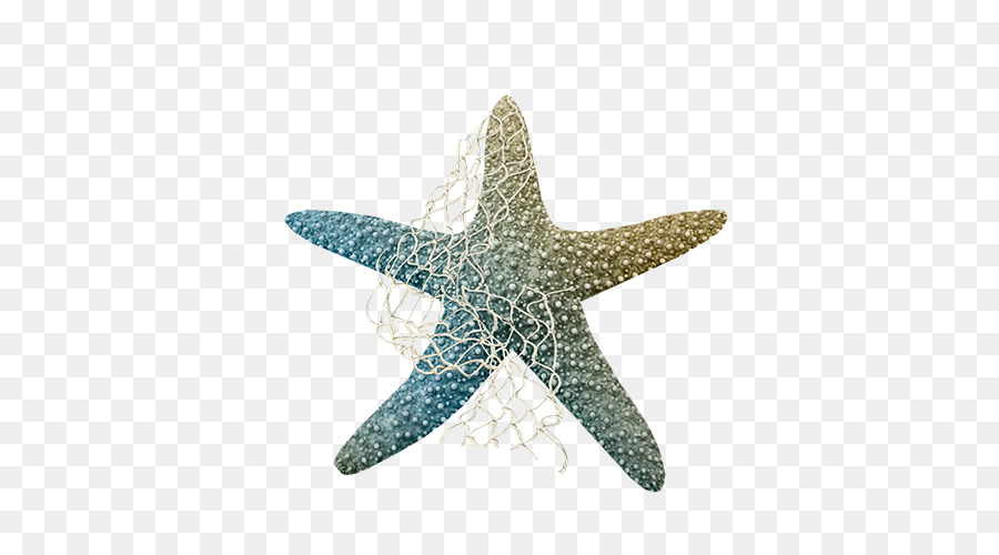 морская звезда，море PNG