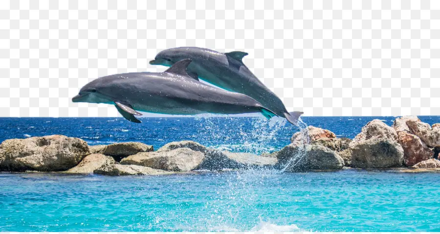 Дельфин，скорость затвора PNG