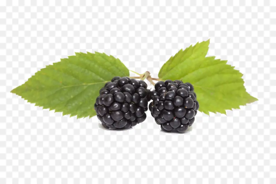 Boysenberry，Stock Photography PNG