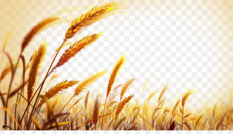пшеницы，форматы файла изображения PNG
