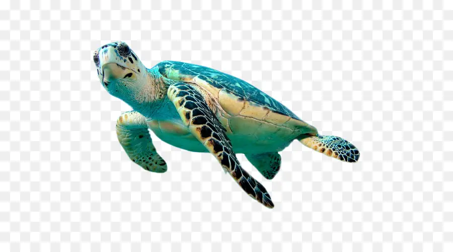 черепаха，морская черепаха бисса PNG