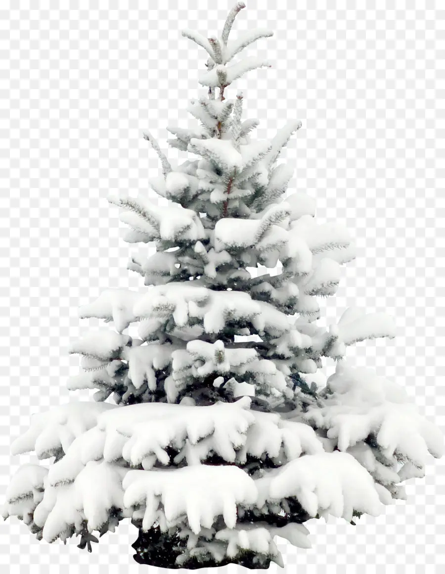 снег，дерево PNG