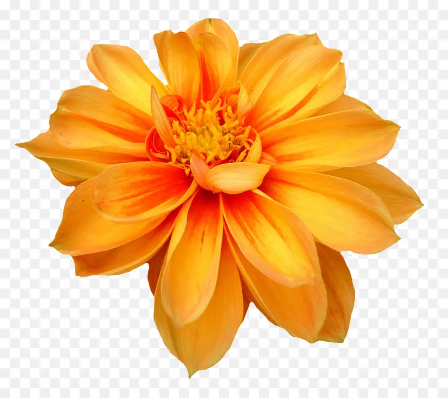 цветок，общие Дейзи PNG