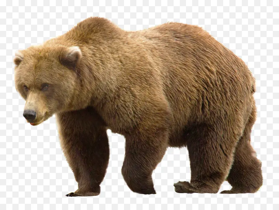 медведь，гризли PNG