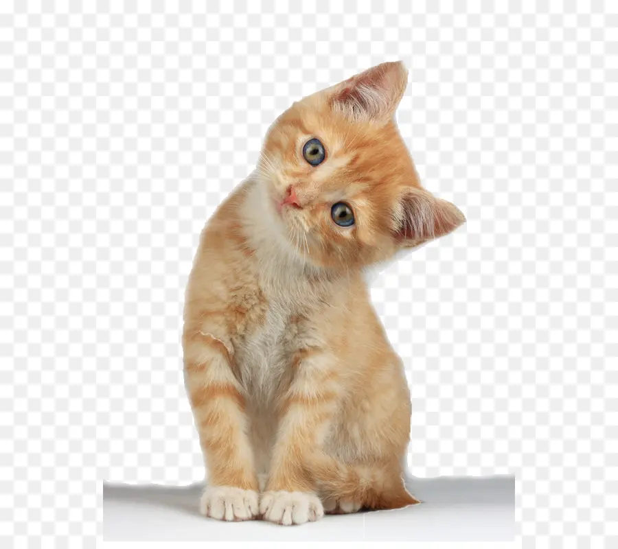 манчкин кошка，шотландская вислоухая PNG