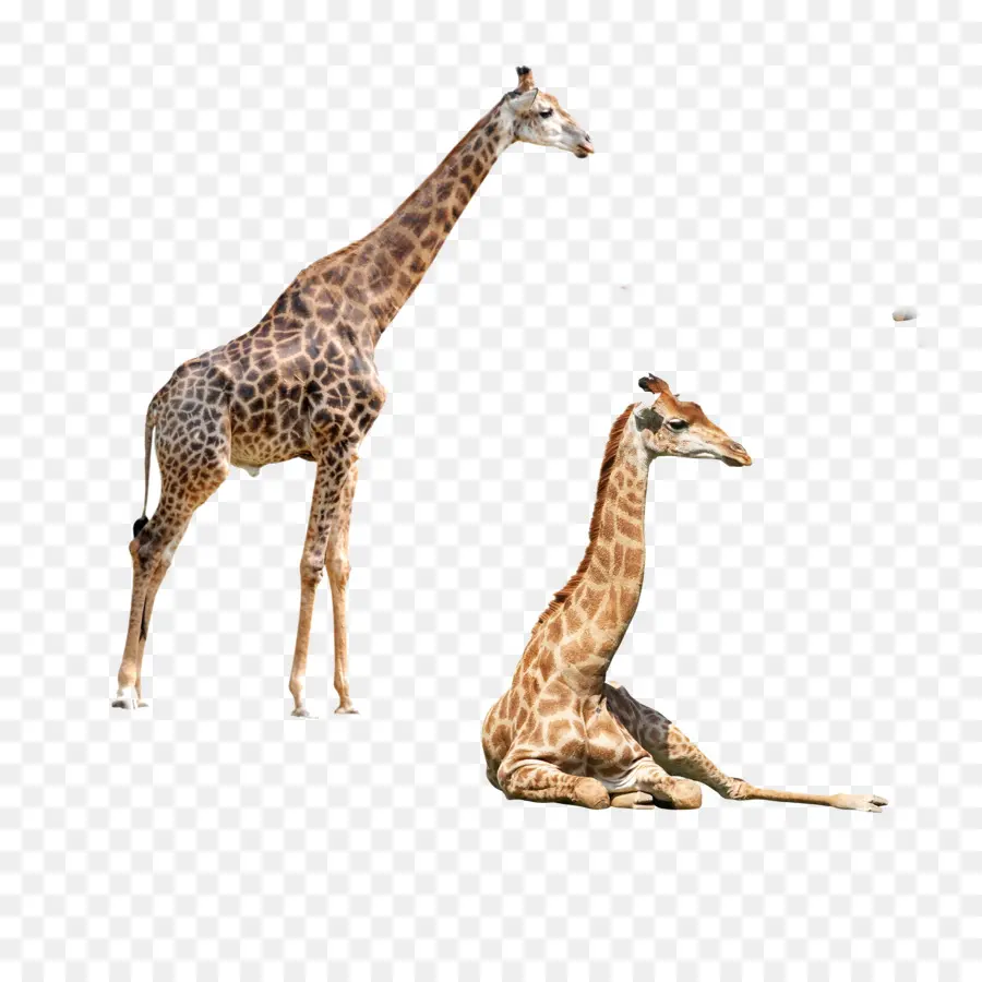 Северный жираф，окапи PNG