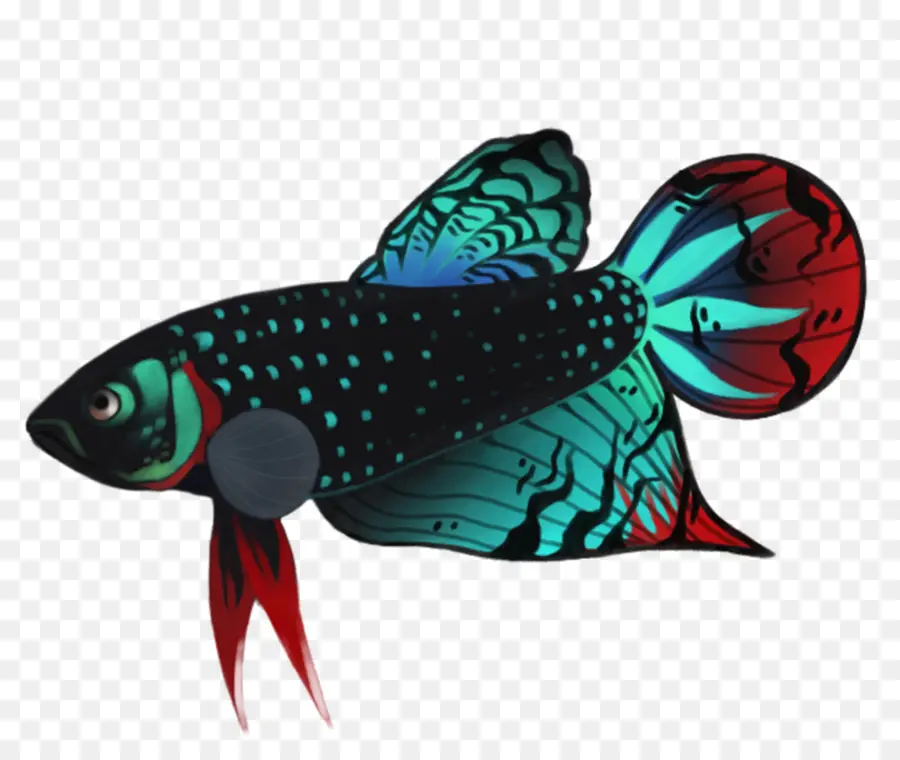 сиамские боевые рыбы，мирные бетта PNG