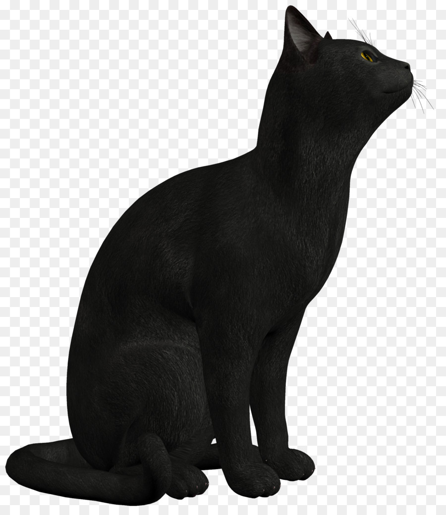 персидская кошка，черный кот PNG
