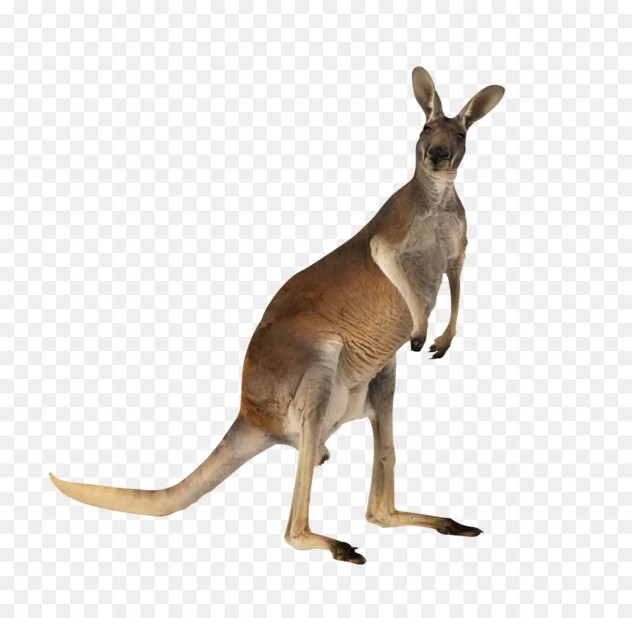 кенгуру，Австралия PNG