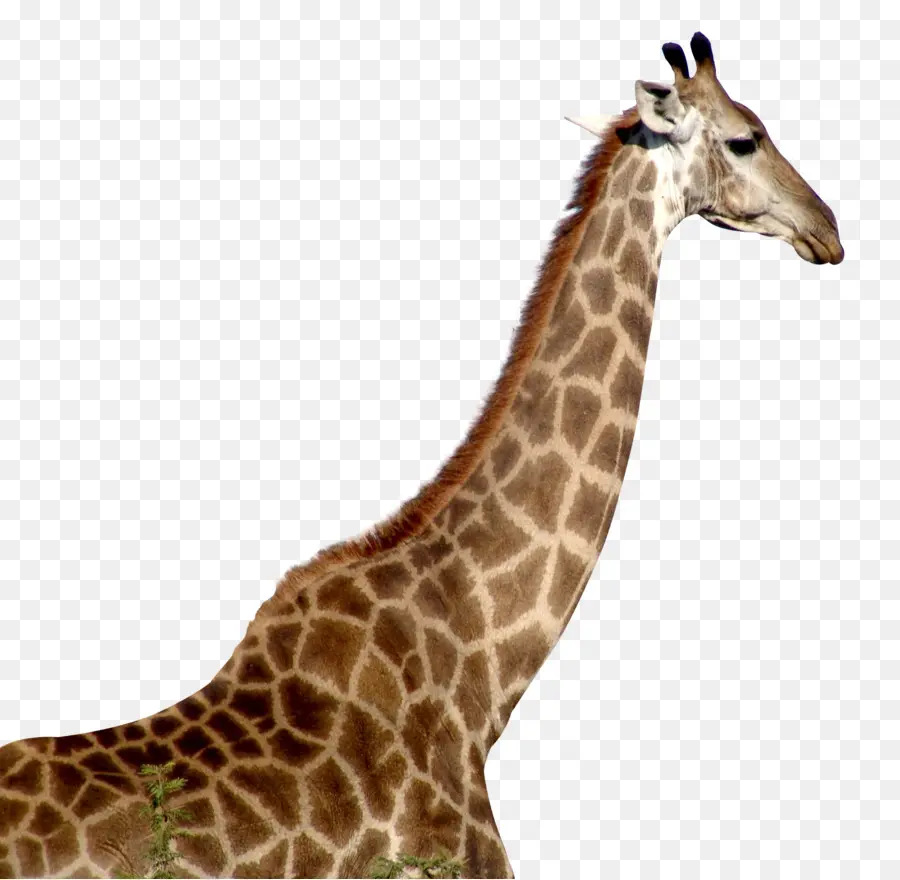 жираф，скачать PNG