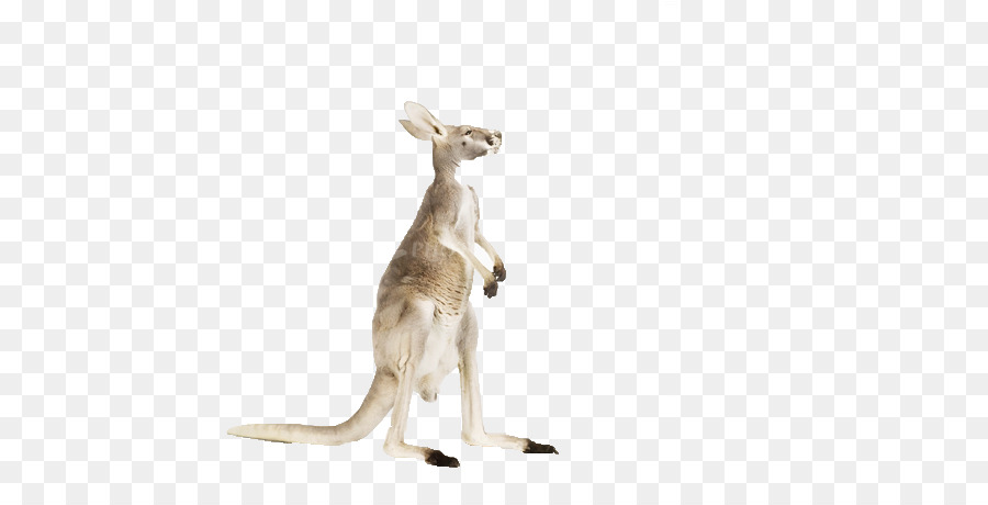 Kangaroo，красный кенгуру PNG