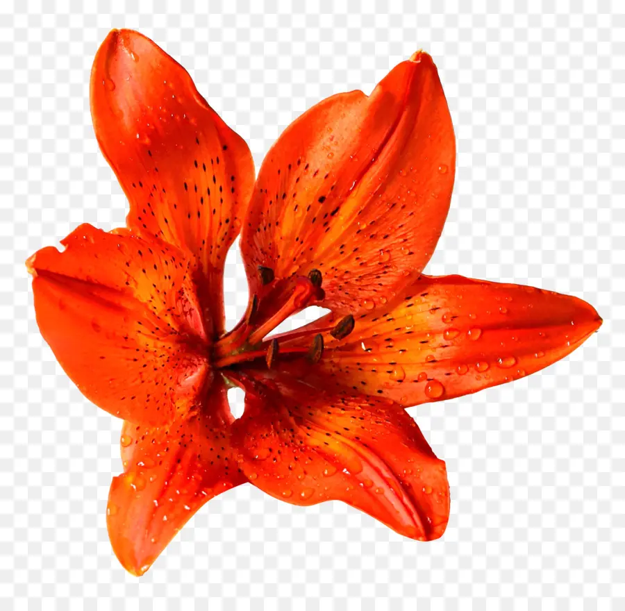 лилиум Bulbiferum，цветок PNG