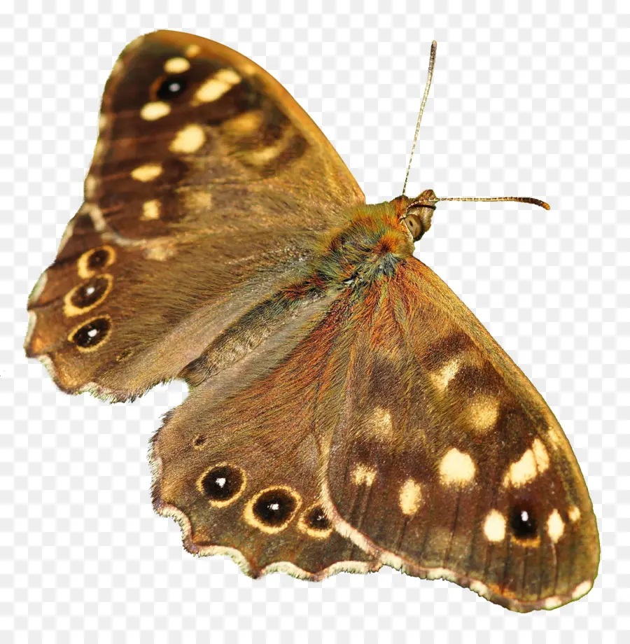 Czu0119stochowa，бабочка PNG