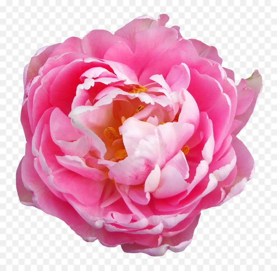 розы сентифолии，розовые цветы PNG