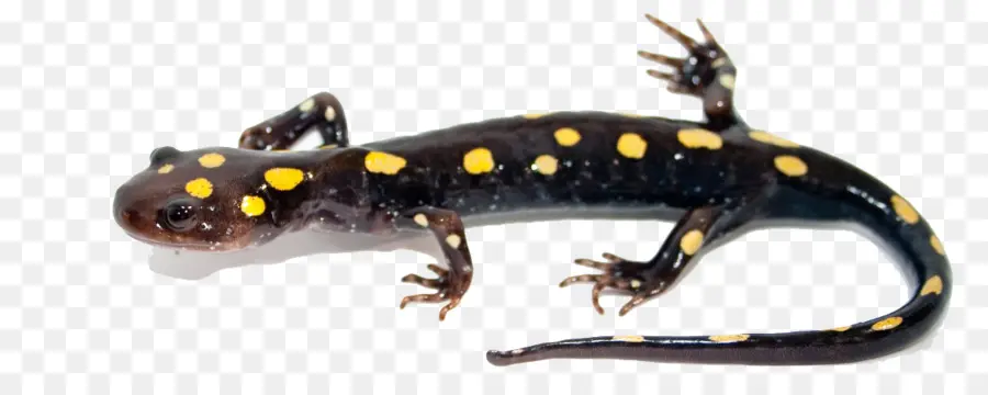 Salamander，Spotted Salamander PNG