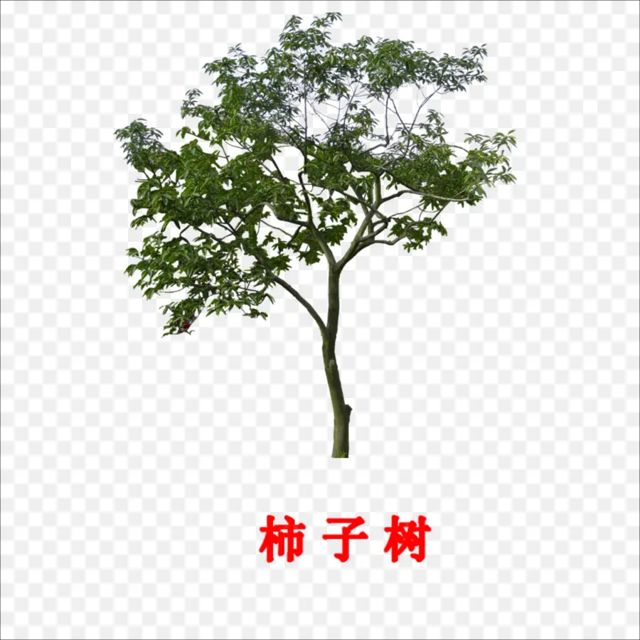 филиал，дерево PNG