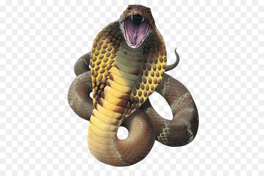 змея，королевская Кобра PNG