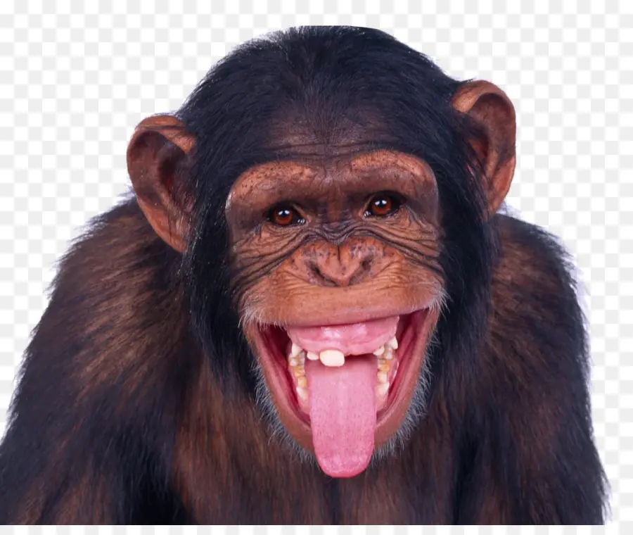 обезьяна，шимпанзе PNG