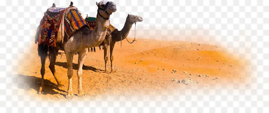 верблюд，Марокко PNG