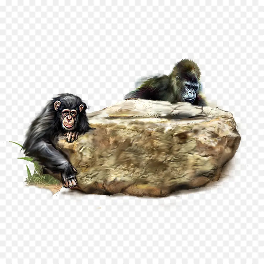 гепард，шимпанзе PNG