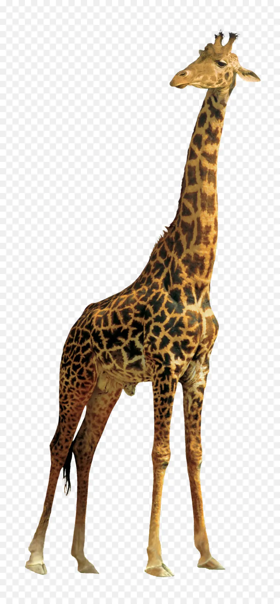 жираф，Gimp PNG