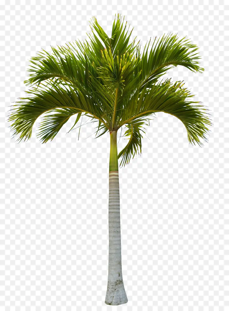 дерево，кокосовое PNG