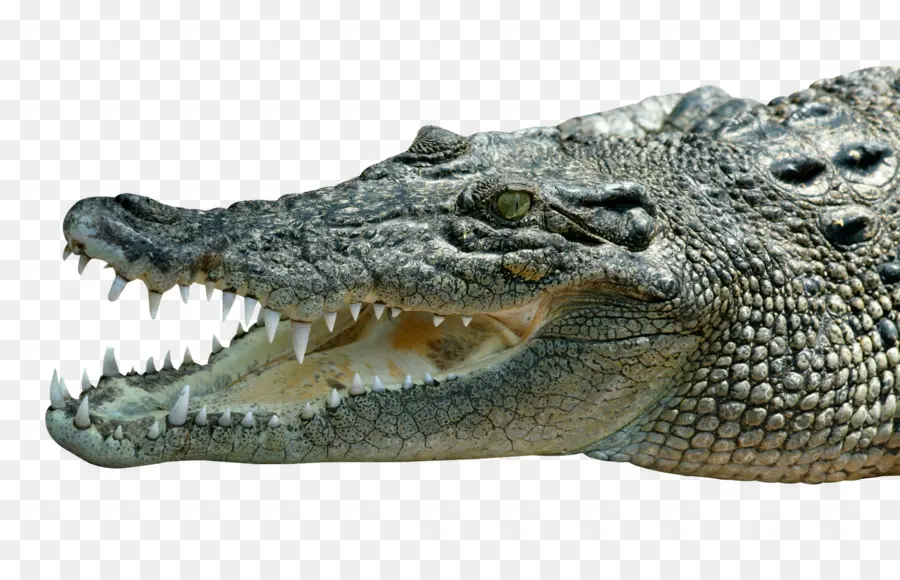 крокодил，Nile Crocodile PNG