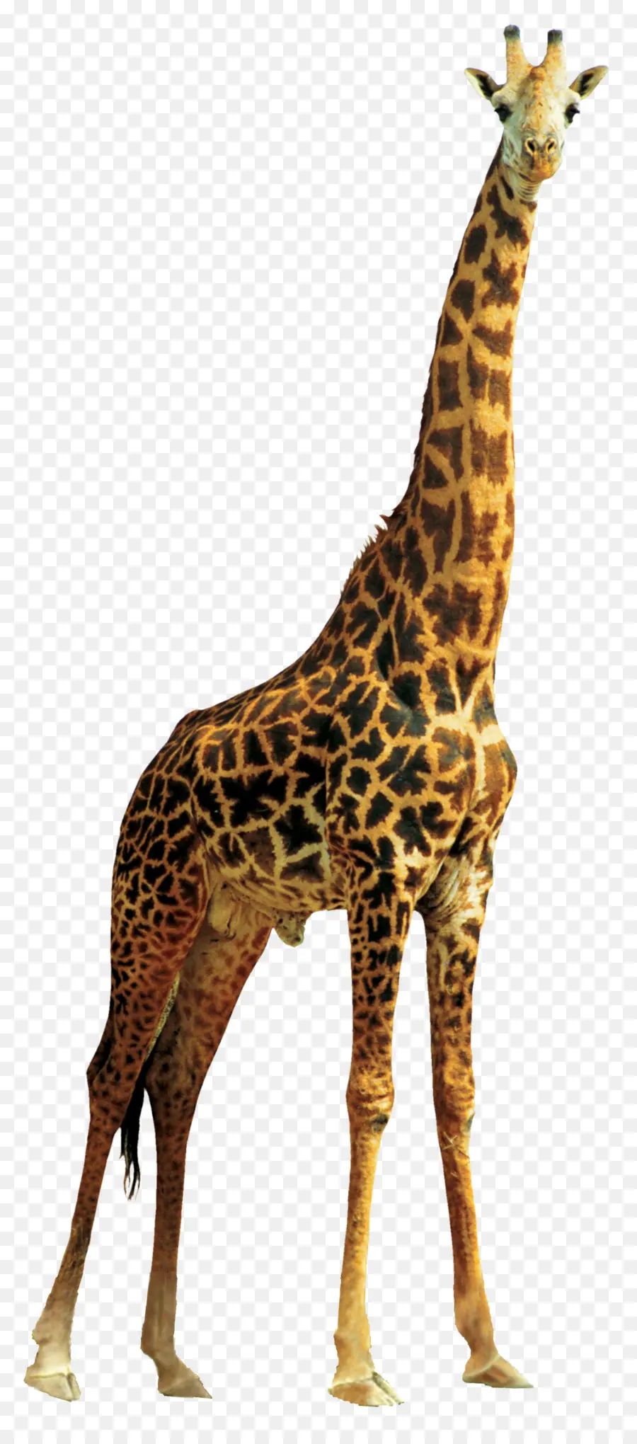 жираф，Лев PNG
