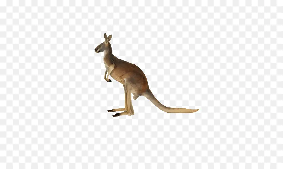 красный кенгуру，кенгуру PNG